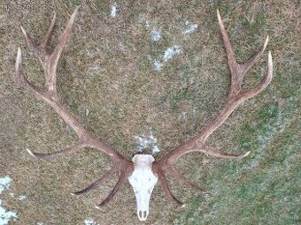 Trofej trofeje parohy parožie zhody..