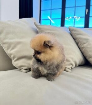 Pomeranian mini
