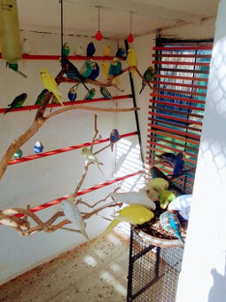 Andulky z vonkajšej voliéry