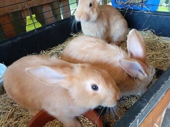 Burgundské králiky