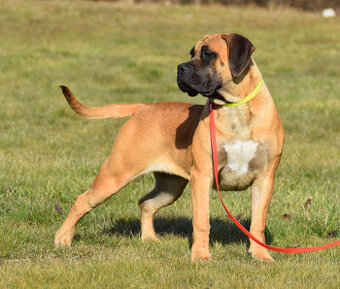 BOERBOEL BALLOTADA -2 FENY-10 MĚSÍCŮ-garance DKK,DLK,OCD