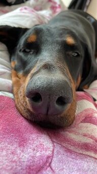 Doberman