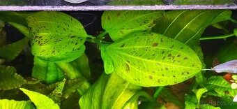 Echinodorus 'Ozelot Green'