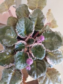 Panašovanu africká fialka (Saintpaulia variegata)