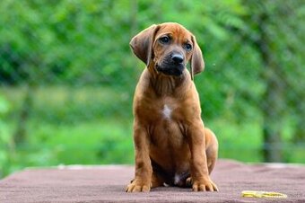Štěně rhodéského ridgebacka - pes s PP - 1