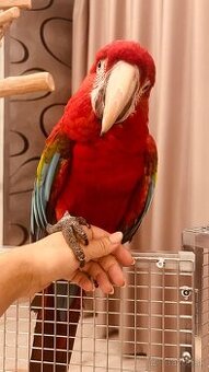 Je váš papagáj agresívny alebo sa šklbe?