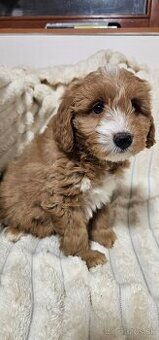 Goldendoodle