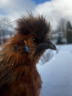 Hodvabničky kohút Silkie) - 1