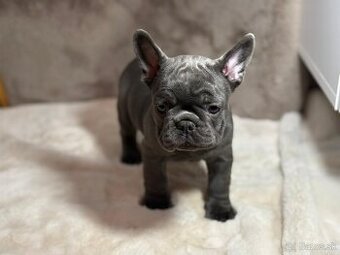 Francúzsky buldoček