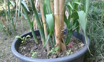 trstina Aruna-Arundo-donax-Trsteník,trstina obrovská