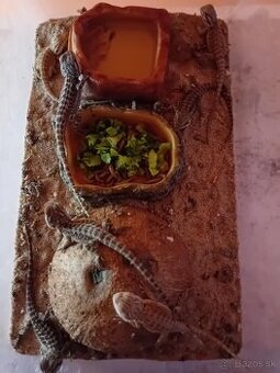 Agama bradata