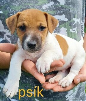 Jack russel terier šteniatka