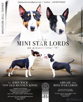 Miniatúrny bulteriér, minibulterier , minibull - šteniatka