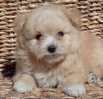 Maltipoo