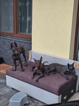 Mexický naháč - k odběru