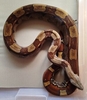Boa constrictor