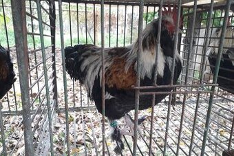 Kohut Faverolka lososova