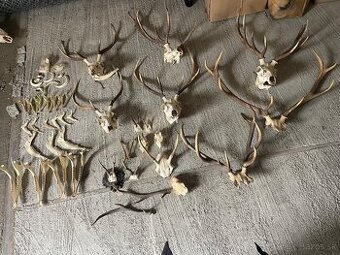 Poľovnícke trofeje – parohy, lebky, čeľuste, diviačie kly