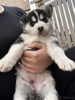 Sibírsky husky šteniatka