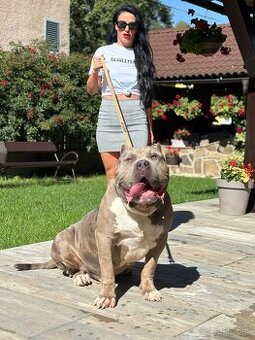 American bully xxl