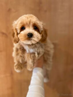 Caramell Maltipoo = Pudel + Maltese