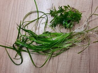 Predám akvarijné rastliny