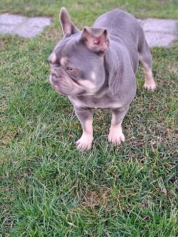 Francúzsky buldoček blue tan sučka