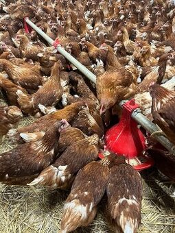 Mládky,nosnice, kurčata