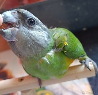 Ručne dokrmeny papagáj senegalsky