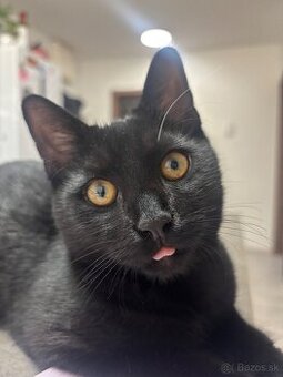 Darujem do dobrý rúk