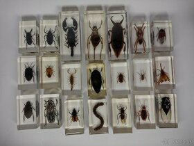 Exotický hmyz z celého sveta škorpión, chrobák, mucha, pavúk - 1