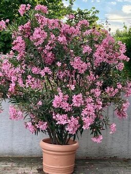 Oleander - ružový