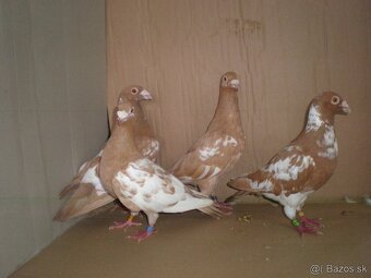 Poštové holuby Meulemans