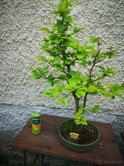 bonsai 20