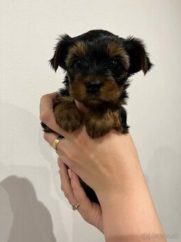 Yorkshirsky terrier, yorkie, york