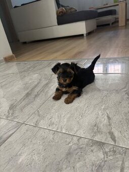 Yorkshirsky terrier, yorkie, york