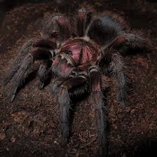 P.artichomatus