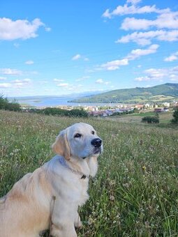 Zlatý retriever