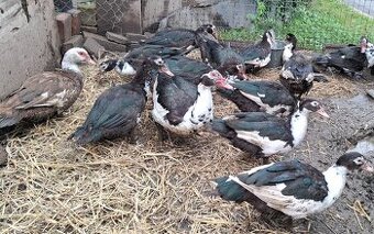 Kačica pižmová (čínska)