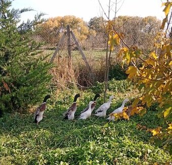 Kačica pyžmová, indický bežec, kačica diva