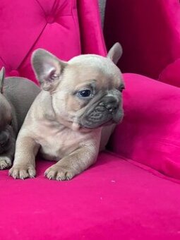 Francúzsky buldoček