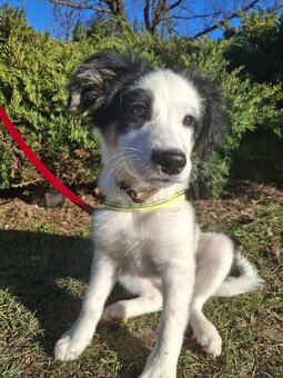 Šteniatko Border kólia