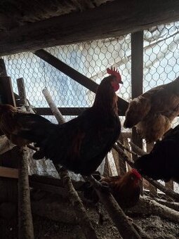 Predam mladych kohutov