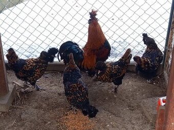 Pavlovská kura zlatá - Nasadove vajcia