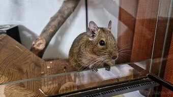 Osmak degu
