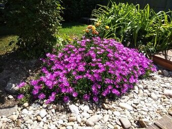 Delosperma - skalnička, sukulent - 1