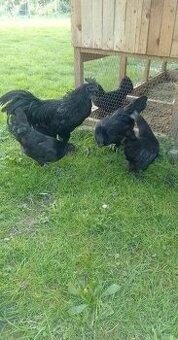 Ayam cemani-násadové vajcia