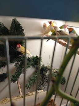 Amadina gouldova, drobotina