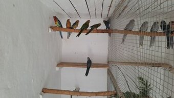 Rozela žltolíca – prírodná