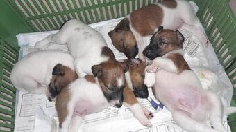 Foxteriér hladkosrstý od Hrubého lesa